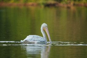 Migrating Pelicans At The Oxbow Nature Conservancy