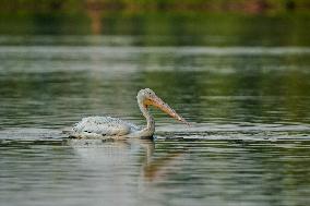 Migrating Pelicans At The Oxbow Nature Conservancy