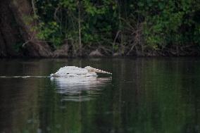 Migrating Pelicans At The Oxbow Nature Conservancy