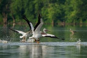 Migrating Pelicans At The Oxbow Nature Conservancy