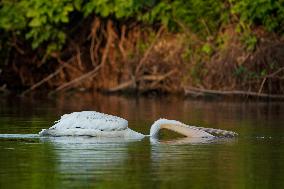 Migrating Pelicans At The Oxbow Nature Conservancy