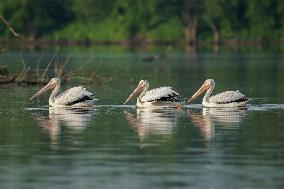 Migrating Pelicans At The Oxbow Nature Conservancy