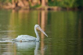 Migrating Pelicans At The Oxbow Nature Conservancy