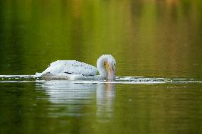 Migrating Pelicans At The Oxbow Nature Conservancy