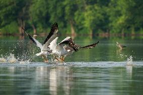 Migrating Pelicans At The Oxbow Nature Conservancy