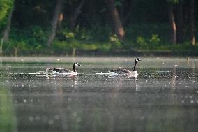 Migrating Pelicans At The Oxbow Nature Conservancy