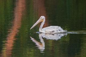 Migrating Pelicans At The Oxbow Nature Conservancy