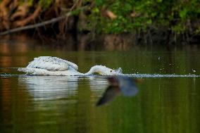 Migrating Pelicans At The Oxbow Nature Conservancy