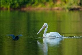 Migrating Pelicans At The Oxbow Nature Conservancy