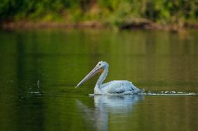 Migrating Pelicans At The Oxbow Nature Conservancy