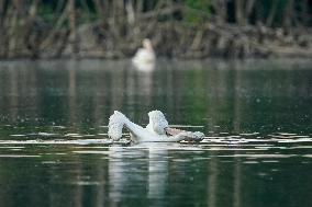 Migrating Pelicans At The Oxbow Nature Conservancy