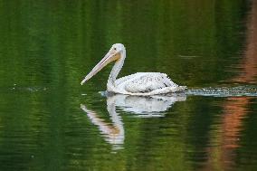 Migrating Pelicans At The Oxbow Nature Conservancy