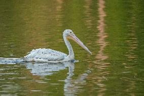 Migrating Pelicans At The Oxbow Nature Conservancy