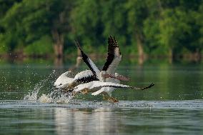 Migrating Pelicans At The Oxbow Nature Conservancy