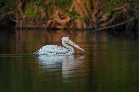 Migrating Pelicans At The Oxbow Nature Conservancy