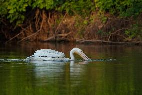 Migrating Pelicans At The Oxbow Nature Conservancy