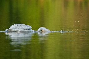 Migrating Pelicans At The Oxbow Nature Conservancy