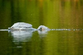 Migrating Pelicans At The Oxbow Nature Conservancy