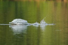 Migrating Pelicans At The Oxbow Nature Conservancy