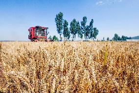 Xinhua Headlines: China expects bumper summer harvest, contributing to world food supply