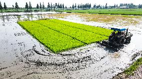 Rice planting and smart farming - China