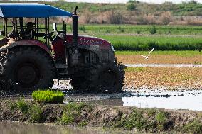 Rice planting and smart farming - China