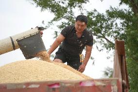 Summer Harvest - China