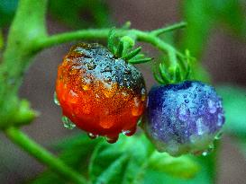 Plum Rains Season