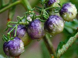 Plum Rains Season