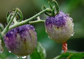 Plum Rains Season