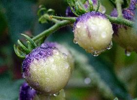 Plum Rains Season