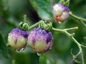 Plum Rains Season