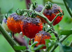 Plum Rains Season