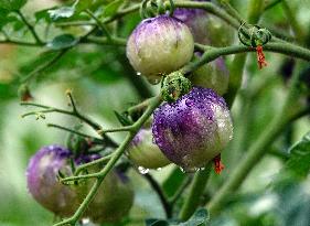 Plum Rains Season