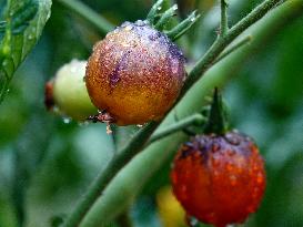 Plum Rains Season