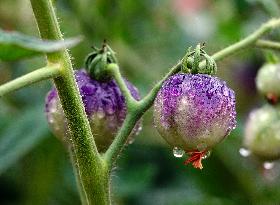 Plum Rains Season