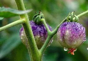 Plum Rains Season