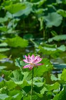 Lotus Flowers Bloom at West Lake in Hangzhou