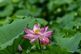 Lotus Flowers Bloom at West Lake in Hangzhou