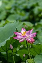 Lotus Flowers Bloom at West Lake in Hangzhou