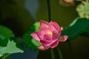 Lotus Flowers Bloom at West Lake in Hangzhou