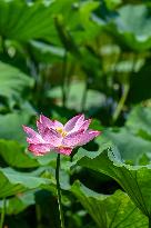 Lotus Flowers Bloom at West Lake in Hangzhou