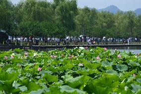 Lotus Flowers Bloom at West Lake in Hangzhou