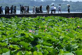 Lotus Flowers Bloom at West Lake in Hangzhou