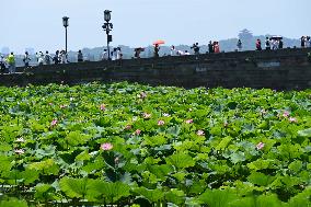 Lotus Flowers Bloom at West Lake in Hangzhou