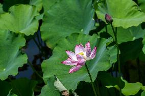 Lotus Flowers Bloom at West Lake in Hangzhou