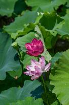 Lotus Flowers Bloom at West Lake in Hangzhou