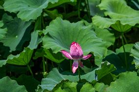 Lotus Flowers Bloom at West Lake in Hangzhou