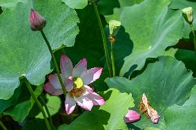 Lotus Flowers Bloom at West Lake in Hangzhou