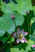 Lotus Flowers Bloom at West Lake in Hangzhou